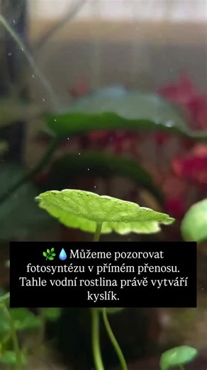rxmxnx on Instagram: "🌿💧Fotosyntéza u podvodních rostlin je životně důležitý proces, který podporuje vodní ekosystémy a přispívá ke globální rovnováze. Stejně jako suchozemské rostliny využívají sluneční světlo, oxid uhličitý a vodu k tvorbě kyslíku a glukózy. Protože však rostou pod hladinou, mají speciální přizpůsobení, která jim umožňují efektivně absorbovat rozpuštěný oxid uhličitý a světlo ve vodním prostředí. Jedním z klíčových faktorů fotosyntézy podvodních rostlin je pronikání světla. 