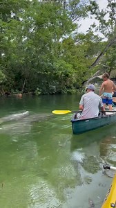 Kayaking with manatees in the wild. Self-guided Kayak/Canoe rental from @thekayakshack along the Weeki Wachi River, Florida. Manatees are seasonal so plan your paddle accordingly, November-April. #weekiwachee #weekiwacheesprings #manatees #kayaking #kayakingadventures #visitflorida #wildandfree #kayakadventures #tampaflorida #thingstodoinflorida | Parents Who Travel