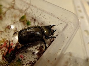 Dynastes tityus - Rhinoceros Beetle / Nashornkäfer