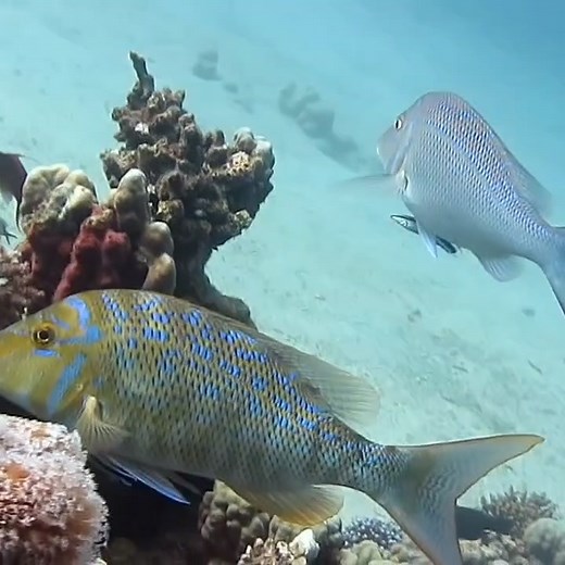 Meet the bluestripe snapper—one of the reef’s most striking residents! Their vibrant yellow bodies and sleek blue lines make them hard to miss. Watch as a cleaner fish gives this snapper a quick spa treatment, highlighting nature’s perfect harmony. Have you ever spotted one on your dives? #UnderwaterBeauty #MarineLife #OceanVibes #ScubaDiving #DivingEgypt #ReefLife #snapper #snapperfishing #SnapperFish #TropicalFish #reeffish #seacreatures #WildlifePhotography #NatureLovers #البحرالاحمر #غوص #اس