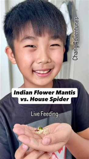 Indian Flower Mantis vs. House Spider Live Feeding