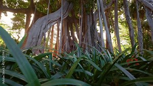 Huge ficus macrophylla tree in botanical garden on Tenerife island, Canary. Lush vegetation of Canary Islands. Green park on Tenerife, gimbal shot
