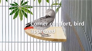 Litewoo Bird Parrot Corner Perch Flat Platform Stand, Easy to Install, Safe and Stable, Smooth Polishing Without Hurting Feet, Solid Hardwood Bird Cage Perches（XXL）