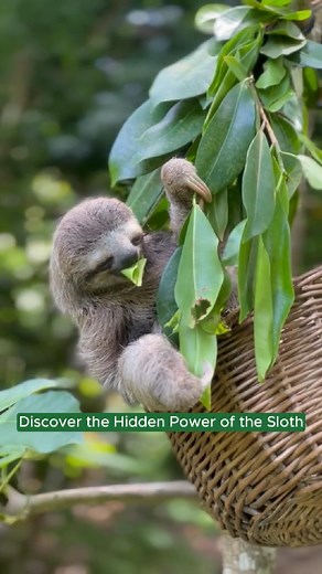 1.2K views | Slow and steady wins the rainforest  Meet the sloth — nature’s slow-motion superhero! From growing algae on their fur to holding their breath longer than dolphins, these laid-back legends are full of surprises.  Discover their hidden strength, sleepy routines, and why being slow isn’t such a bad thing after all. #SlothFacts #WildlifeWonder #BPPExpertSeries #BudgetPetProducts | Budget Pet Products | Facebook