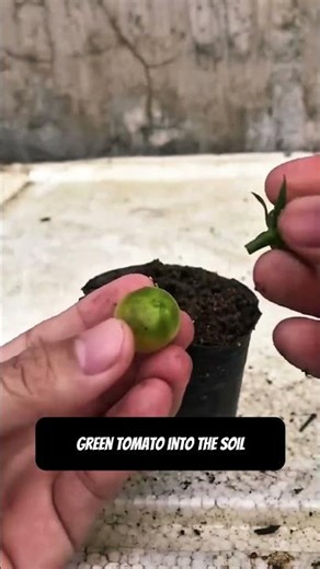 “Wait! Don’t throw that tomato 🍅… it can grow your hibiscus faster! 🌺”