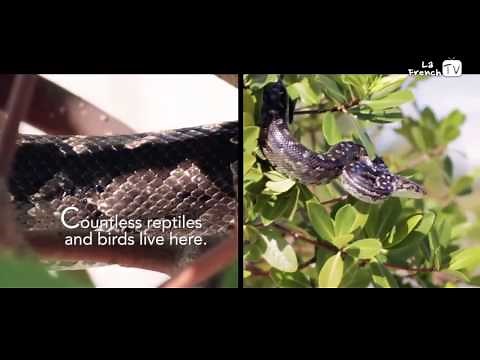 The Beauty of Mangrove Forests