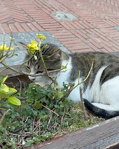 5 comments | #fbf What’s my fancy with cats. Well it’s simple I never step in cat shit. - if you been to Istanbul then you know. So this was 48hrs with the homeless #cat #cats #catsofinstagram #catsofistanbul #istanbul #turkey #turkey | Tattoodan | Facebook