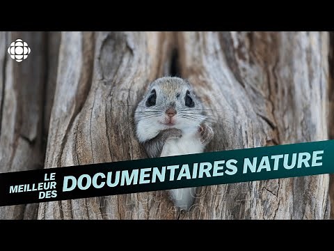 Le meilleur des documentaires nature sur ICI TOU.TV