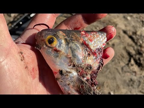 Fall River fishing in Kansas for CATFISH (NEW PB)