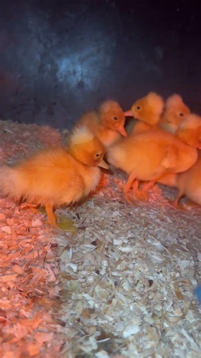 My white crested ducks settling in the brooder nicely on their first night. #crestedduck #ducklings