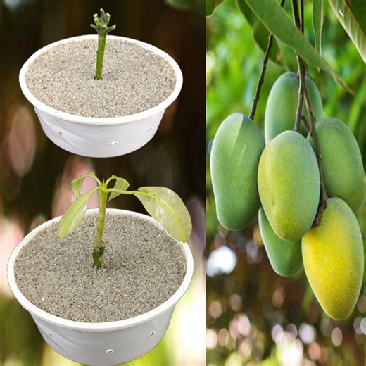 Amazing Natural propagate mango tree from cuttings Using onion natural rooting 100 %success | Ashik Muztaba