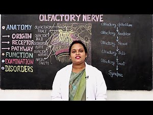 Olfactory Nerve | Paramedical Sciences