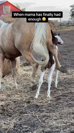 Bree took a while to draw a line with Toren - she definitely didn’t wait quite as long to draw a line with Atis, that’s for sure! 🤣🤪 #meriklewaters #foal #babyhorse #Palomino #mare #mamasboy #mamabear #painthorse #learningthroughplay #babyhorse #animalvideos | Merikle Waters Paints & Quarters