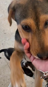 3K views · 252 reactions | Ah pero no fuera uno de raza porque ya estarían adoptados. Uno de Garcia y uno de la niño artillero, aquí no discriminamos, la pintita es niña y el otro macho y son cachorros  Ayúdenme a compartir plis, no me los puedo quedar. Bruno y Pandita 冀 Info 8112894974 wp 﫶 | Claudia Moreno | Facebook