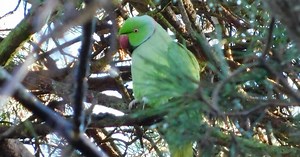 Parakeets have landed in Bristol and they are thriving