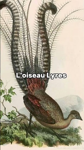 Top 5 des cries d’oiseaux les plus terrifiant au mondes