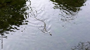 At the beginning of the summer it is very common to see different types of snakes swimming in the neighborhood of Nerima, in Tokyo, Japan.