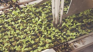Automatic planting of young seedlings using a robot in an industrial nursery