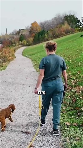 Understanding E-Collar Training for Dogs