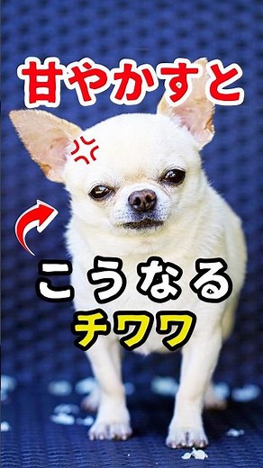 [2026 Latest Edition] 10 Behaviors of Spoiled Chihuahuas