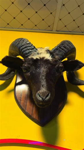 Dreamzcarz (KhubaibTransport) on Instagram: "🚘✨ Luxury Cars Available for Rent – DREAMz🛞CARz ✨🚘Prado | Land Cruiser | Revo | Corolla | CivicClean Cars • Professional Drivers • Smooth RidesAgar aap wedding, family trip, airport pick & drop, long route tour ya daily travel ke liye premium car rental dhoondh rahe hain, to DREAMz CARz best choice hai!Humari cars fully maintained hoti hain aur service 24/7 available hai.Reliable service + Budget friendly rates = Perfect travel experience.📞 For Bo