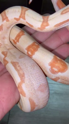Sunglow bci, a beautiful combination of kahl albino and hypo