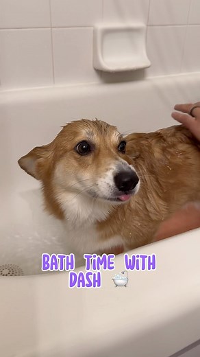 86K views · 119 reactions | Post bath zoomies are the best 藍 | Dash & Lili The Corgis | Facebook