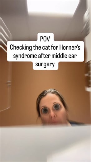 The Vet Scalpel | Veterinary specialist surgeon and consultant on Instagram: "Horner’s Syndrome in Cats after middle ear surgery If you’ve just done a ventral bulla osteotomy or middle ear procedure and the cat wakes up with ptosis + miosis + enophthalmos + prolapsed third eyelid, you’re likely looking at Horner’s syndrome. What is it? Horner’s syndrome is a disruption of the sympathetic nerve pathway that runs from the brainstem → spinal cord → neck → middle ear → eye. When that pathway is dama