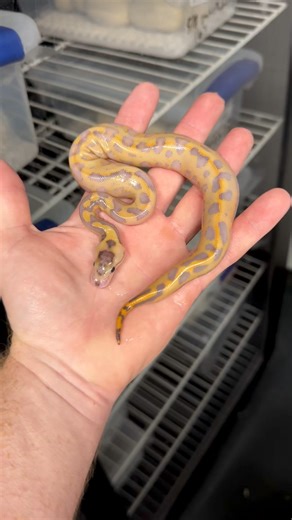 25K views · 930 reactions | Hatched today. Bangers only in 2025. # # #ballpythons101 #ballpythonkeeper #ballpythonmorphs | Ball Pythons 101 | Facebook