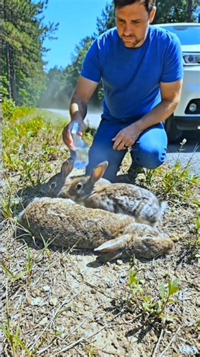 Unconscious Rabbit Found on the Roadside — Real-Life Rescue Caught on Camera! #USA #United State