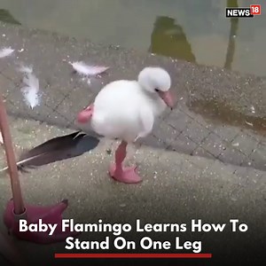 24K views · 68 reactions | Adorable: A baby flamingo learns how to stand on one leg #flamingo #birds #cuteanimals #funnyanimals | News18 | Facebook