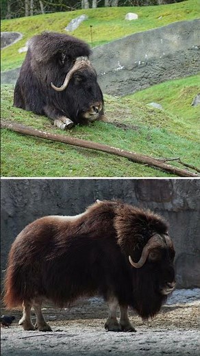 🐂El Buey Almizclero♉ Un Gigante del Ártico
