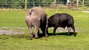 Rhino vs Buffalo real fight in Epic Battle 🦏🦏🦏 VS 🐃🐃🐃 #Rhino #Buffalo | Amazing Wild Animal