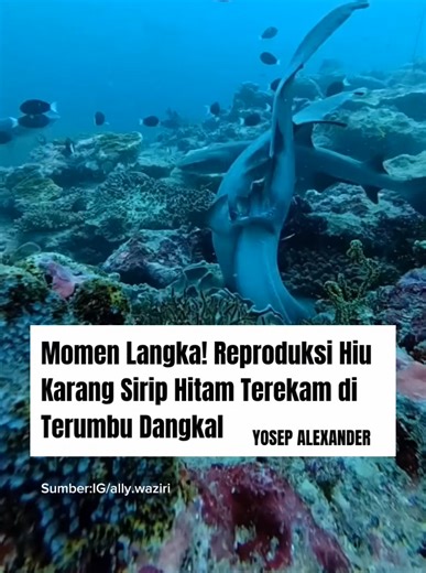 Rekaman bawah laut memperlihatkan dua ekor Blacktip reef shark melakukan reproduksi di terumbu karang dangkal. Hiu jantan tampak menggigit tubuh betina untuk menjaga posisi saat pembuahan internal berlangsung—perilaku alami pada banyak spesies hiu. Jantan menggunakan organ khusus bernama clasper untuk menyalurkan sperma ke kloaka betina. Cairan putih yang terlihat di air kemungkinan adalah sisa cairan reproduksi. Proses ini biasanya berlangsung singkat, sekitar satu hingga lima menit, sebelum ke
