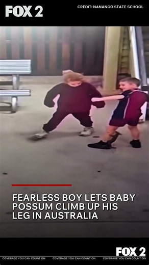 Fearless Boy Lets Baby Possum Climb Up His Leg in Australia