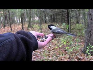 Feeding Birds by Hand (Chickadees & Nuthatches)