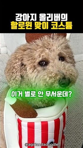 강아지 올리버의 할로윈 맞이 코스튬 고르기