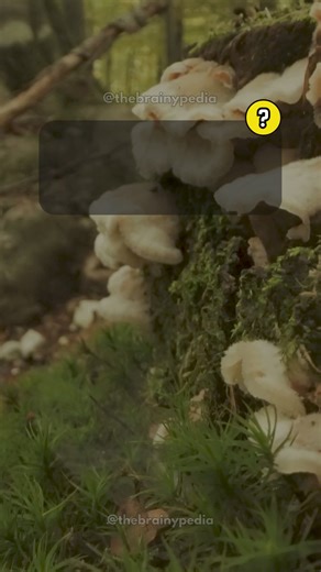 Science Trivia Facts Quiz Game. Interesting Science Facts You Should Know. Follow us for more fun quizzes and interesting facts. . . #BranyPedia #facts #triviachallenge #interestingfacts #quiz #quizvideos #funfacts #QuizTime #TriviaTime #didyouknowfacts #DidYouKnow #moreyouknow #awesomefacts #triviaquiz #quizgame | Brainypedia