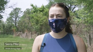 Today is World Turtle Day 🐢 ! Follow Texas State Wildlife Biology Majors as they gain hands-on experience studying turtles from Aquarena Springs. | Texas State University