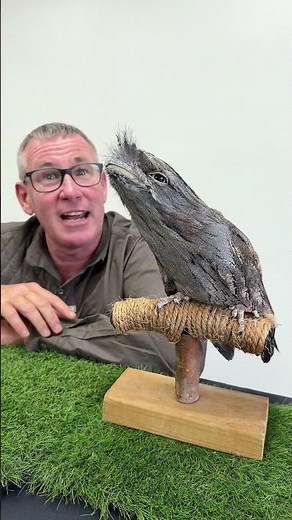 Camouflage and unique adaptations rolled into one amazing Tawny Frogmouth Bird - from Australia! 🇦🇺🐦