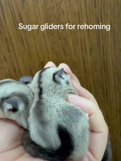 Sugar gliders and exotic pets (@exoticpets4sale)’s videos with Trust the process - Madison
