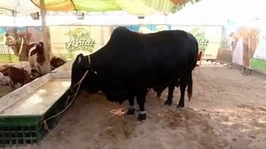 78K views · 413 shares | MA SHA ALLAH "Sultan" sold out in 85lac #zakaria | Bakra Eid In pakistan | Facebook