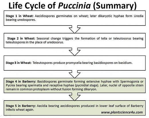 5 Stages in Life cycle of Puccinia