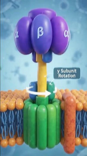 ATP Synthase — The Tiny Rotary Motor | How ATP Is Made | 3D Biology Animation