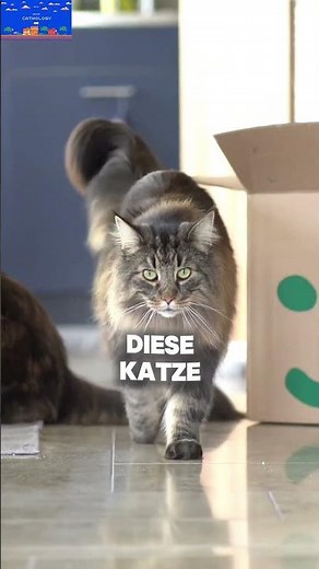 Diese Katze würde in der Schweiz niemand als Hauskatze erkennen 🇨🇭🐱