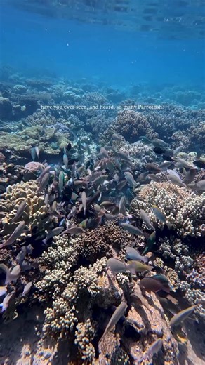 1.3K views · 501 reactions | Parrotfish ASMR, reef edition. Parrotfish can often gather in big schools, safety in numbers. But this is a large, colourful and very loud parrotfish parade. That loud scraping is them feeding on the algae which covers coral and even that Giant Clam. This was quite a sight (and sound) that was recently filmed at Mackay Reef with @oceansafaricapetrib #greatbarrierreef #parrotfish #nature #wildlife #asmr | Master Reef Guides | Facebook