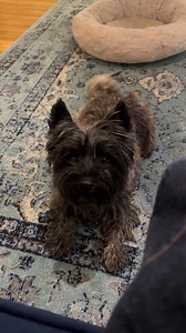 How beautiful is this video..! | Cairn Terrier