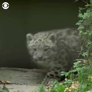 Adorable baby snow leopards make public debut