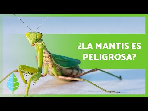Fun facts about the praying mantis 🦗 Is it poisonous? Does it eat the male? ⚠️