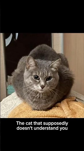 Talk to your cat with CAT TRANSLATOR - Human to Pet. AppStore & Play Market.